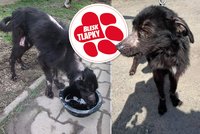 Zubožená Nelinka umírala se zalepenou tlamou. Policie je na tyranovi na stopě