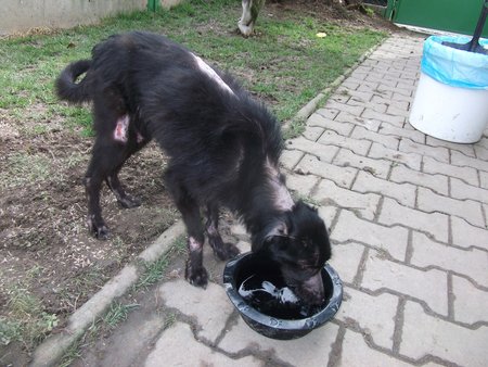 V takovém stavu se Nelinka do útulku dostala