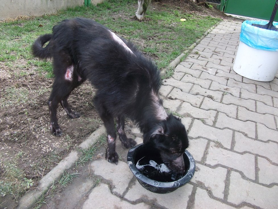 V takovém stavu se Nelinka do útulku dostala