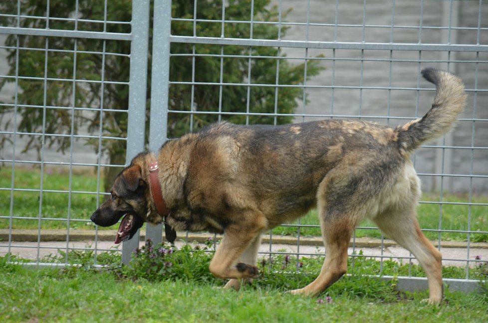 Bojar je mohutný, váží 50 kilogramů