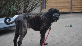 Bella se teď zotavuje v psím hospici Dejte nám šanci v Bukovince.