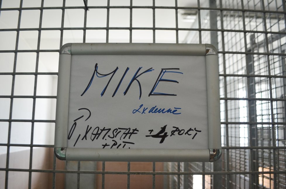 Týraný Mike čeká v útulku na nového pána