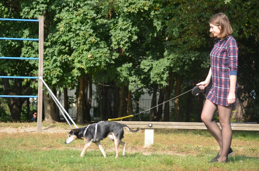 Rexík má rád vycházky, na vodítku chodí hezky