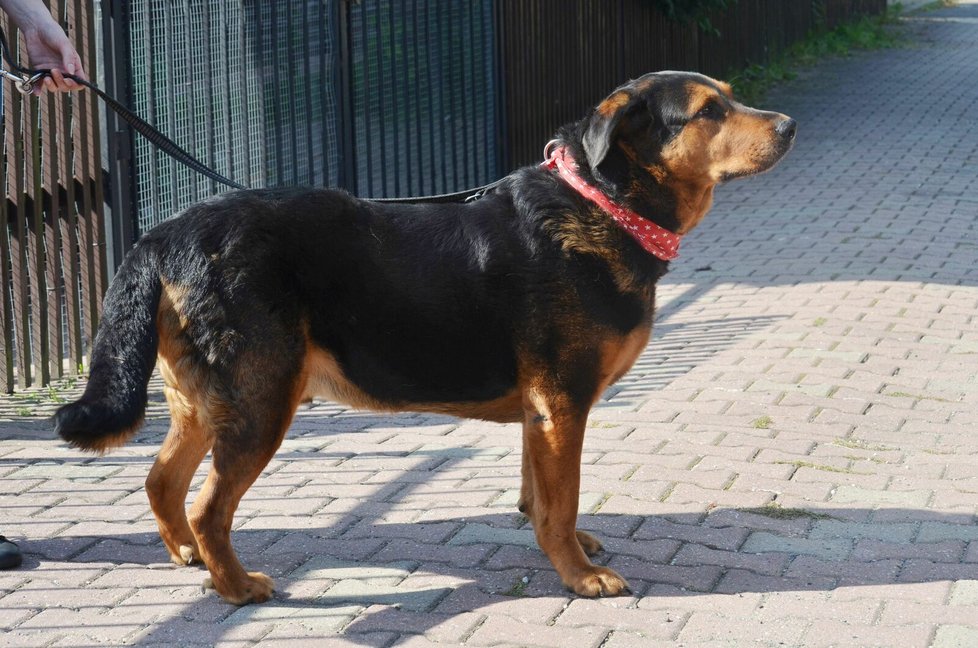 Bruno je mohutný, 55 kilogramů vážící kříženec rotvajlera
