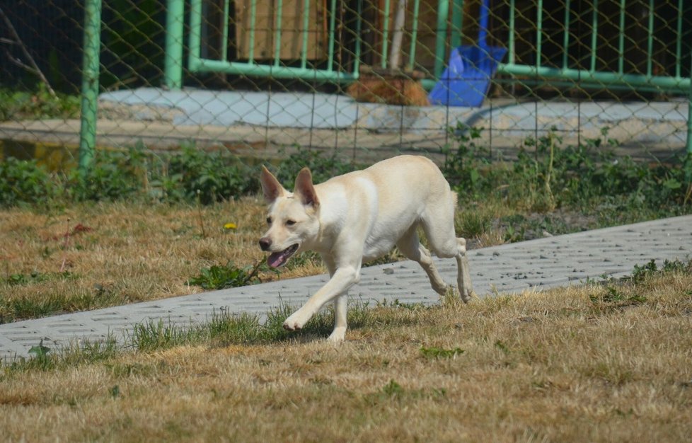 Sami potřebuje hodně pohybu, nový majitel ji musí umět zabavit