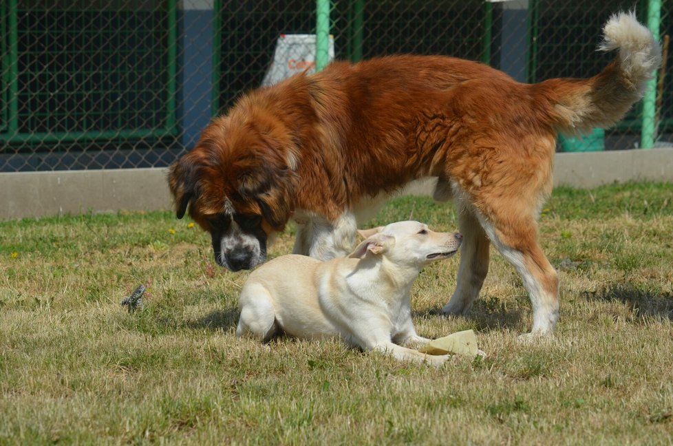 Sami je přátelská i k ostatním psům, v útulku má kamaráda Bohouška