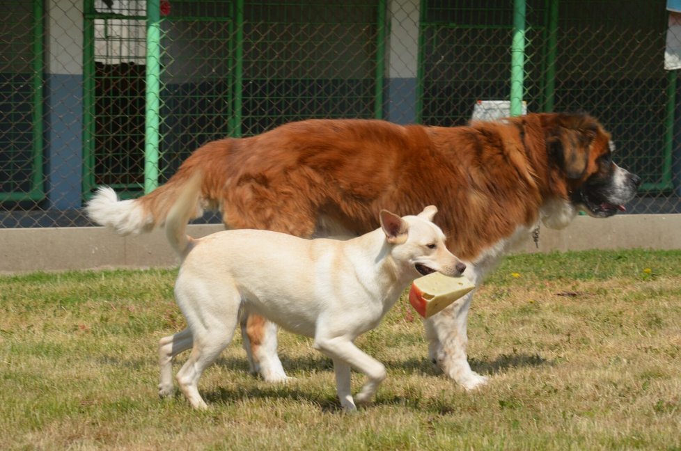 Sami je přátelská i k ostatním psům, v útulku má kamaráda Bohouška