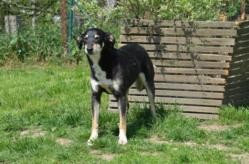 Tami je hezká, milá, ale velmi plachá kříženka