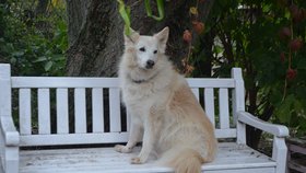 Liška je hezká fenka, která čeká na nový domov