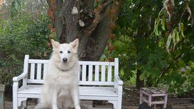 Liška je hezká fenka, která čeká na nový domov