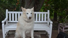 Liška je hezká fenka, která čeká na nový domov