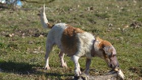 Lola v důsledku nemoci trpí neřízenou chutí k jídlu