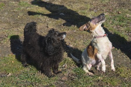 Lola se snese i s jinými psy