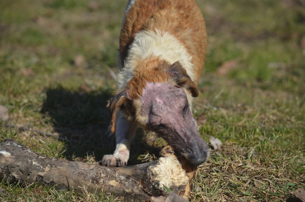 Lola v důsledku nemoci trpí neřízenou chutí k jídlu