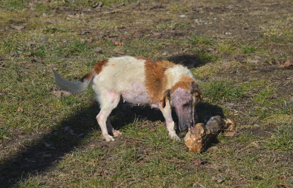 Lola v důsledku nemoci trpí neřízenou chutí k jídlu