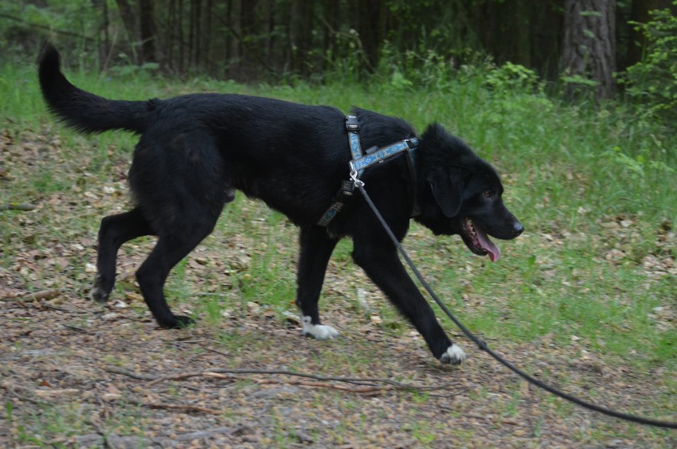 Majlo je mohutný, váží téměř 40 kilogramů