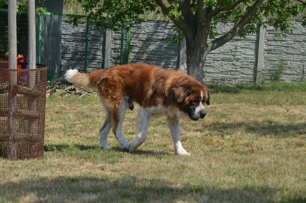 Bohoušek je moskevský strážní pes, kvůli špatné výživě je ale menšího vzrůstu