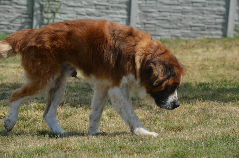 Bohoušek je moskevský strážní pes, kvůli špatné výživě je ale menšího vzrůstu