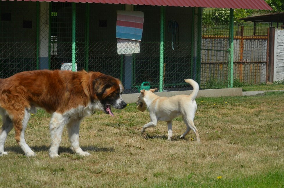 Bohoušek je přátelský k fenkám, v útulku má kamarádky