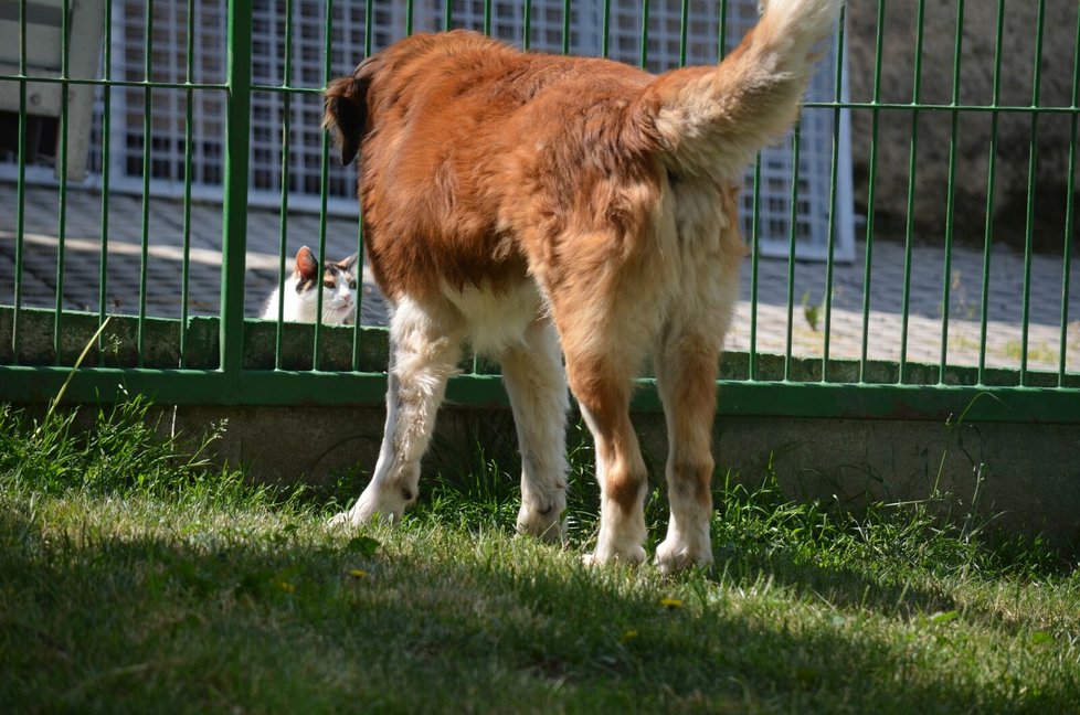 Lidé se zbavují nechtěných domácích mazlíčků