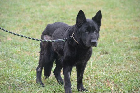 V útulku léčí fence i kožní problémy spojené s cukrovkou.