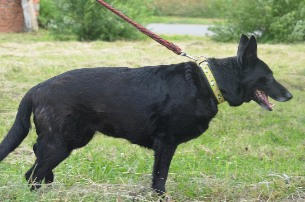 Kvůli předchozímu strádání má Blekina narušené trávení, jinak je ale naprosto zdravá