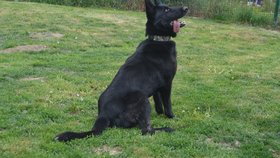 Daisy je fenka německého ovčáka s průkazem původu