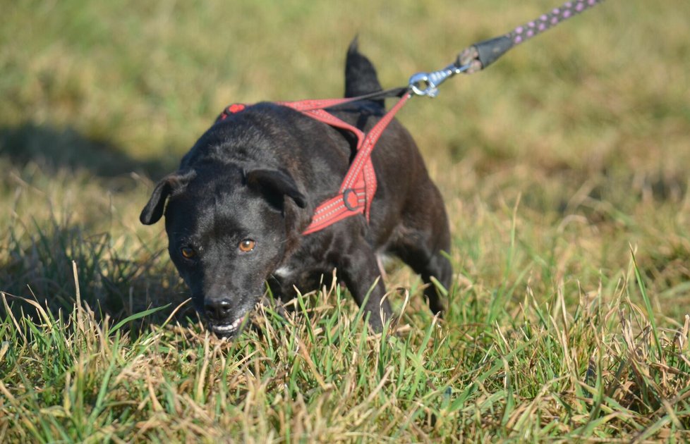 Bety je patterdale teriér, kvůli loveckým sklonům je třeba ji venčit na vodítku