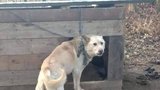 Novela veterinárního zákona: Praha chce zákaz chovu psů na řetězech, ministerstvo chce obecní holubníky