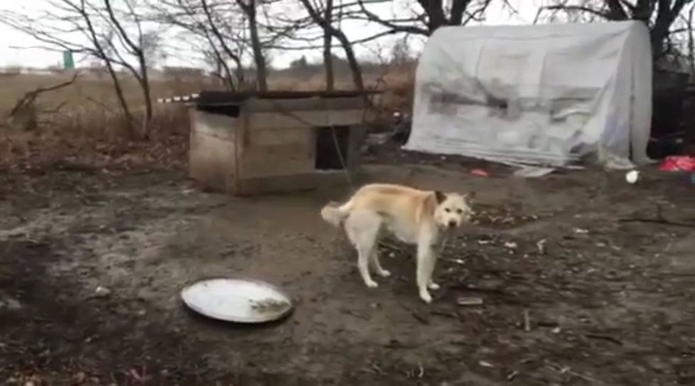Pes je u boudy na neoploceném opuštěném pozemku