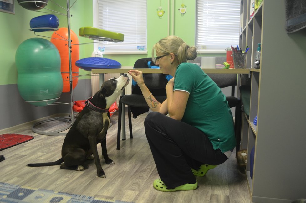 Kira teď na veterinární klinice ve Vintířově podstupuje fyzioterapii
