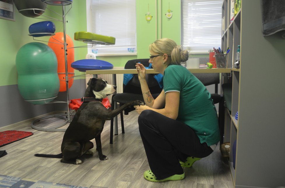 Kira teď na veterinární klinice ve Vintířově podstupuje fyzioterapii