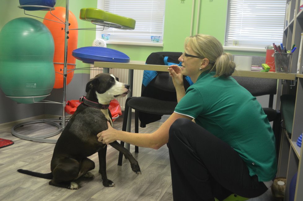 Kira teď na veterinární klinice ve Vintířově podstupuje fyzioterapii