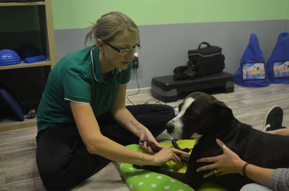 Kira teď na veterinární klinice ve Vintířově podstupuje fyzioterapii