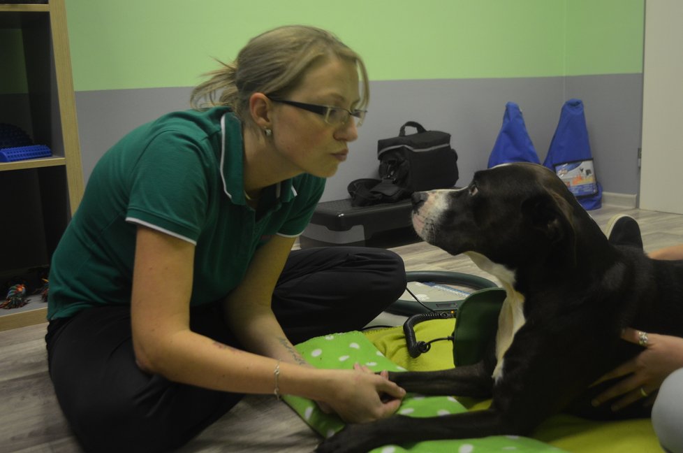 Kira teď na veterinární klinice ve Vintířově podstupuje fyzioterapii