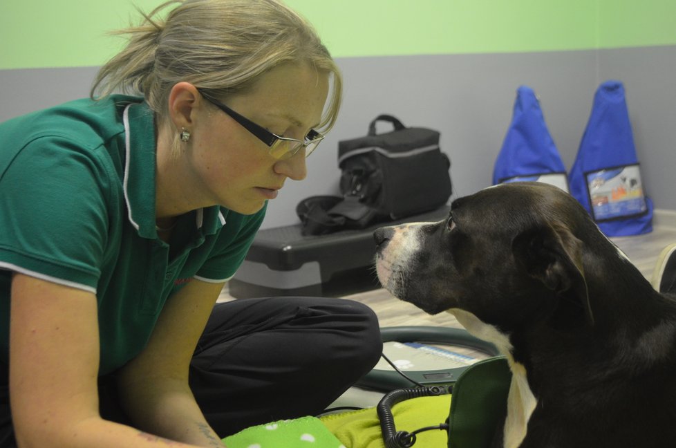 Kira teď na veterinární klinice ve Vintířově podstupuje fyzioterapii
