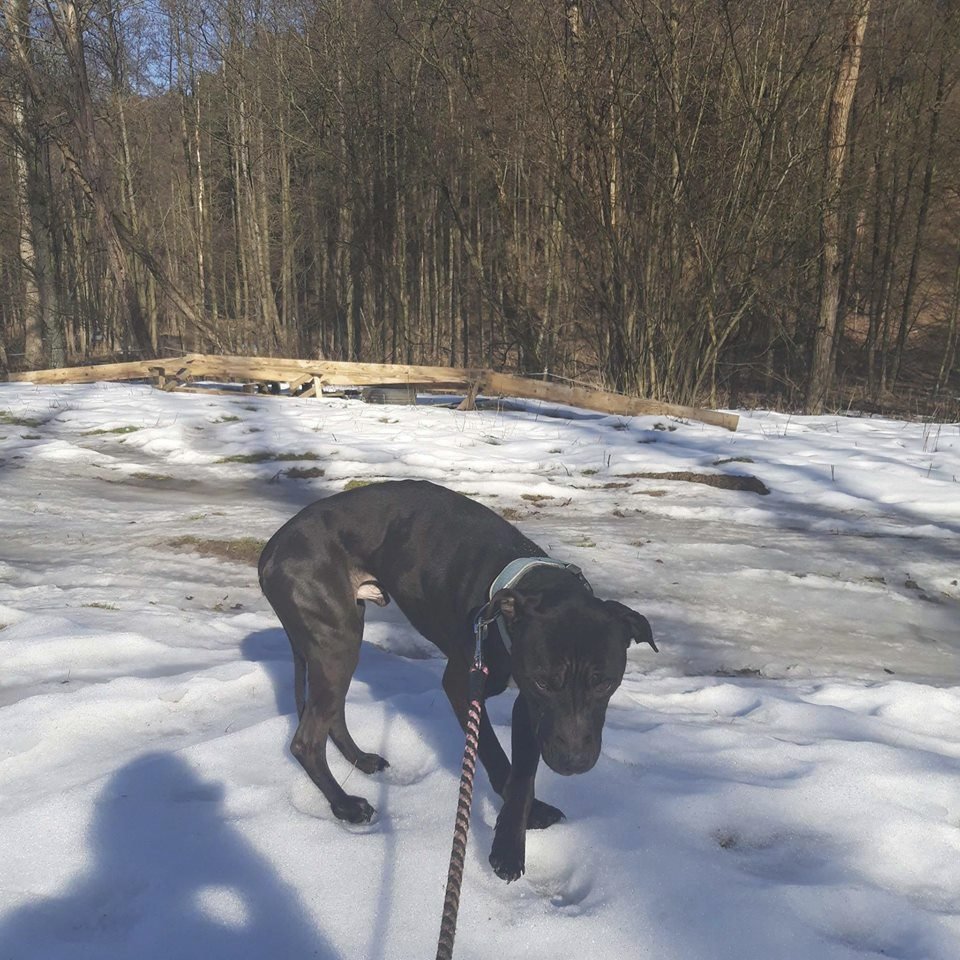 Když se vrátil do péče Jany Hrstkové, vážil Tyron pouhých 15 kilogramů