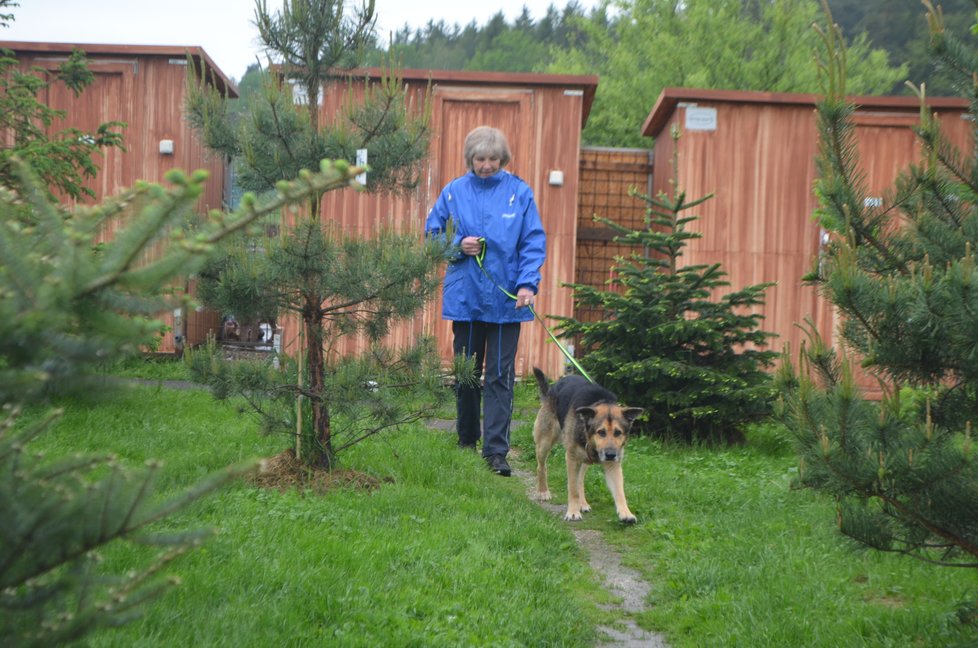 Rony byl týraný. V útulku Rafael ho ale dali dohromady a teď mu hledají nový domov