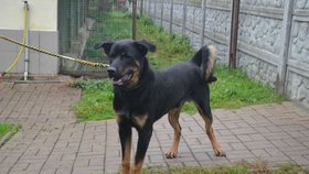 Garp je hezký mladý pes, který má celý život před sebou.