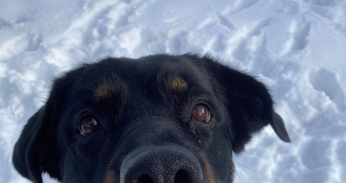 Molly se v útulku krásně zotavila, už nemusí nosit ochranný krunýř