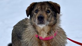 Saga je už starší psí dáma