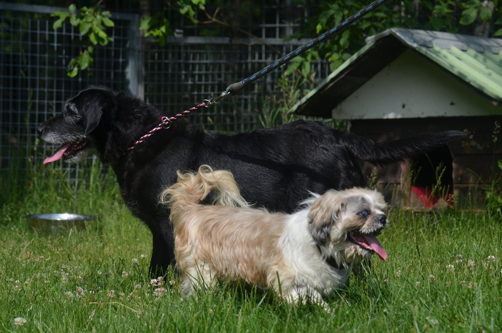 Endy a Nelly jsou na sebe zvyklí, v útulku by proto byli rádi, kdyby odešli do nového domova společně