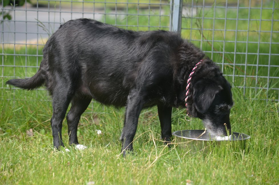 Kvůli nadváze má Nelly dočasně jaterní dietu, jinak je naprosto zdravá