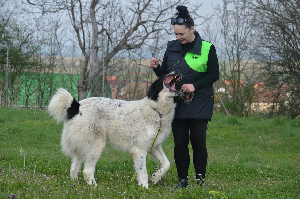 Podle dobrovolníků z útulku je Omar obr s duší štěňěte