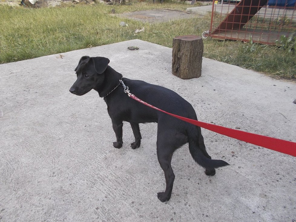 Fenka je teď v péči Petra Prokeše, který provozuje Záchrannou a odchytovou službu. Na týrání, kterému byla vystavena, podle něj naštěstí zapomněla