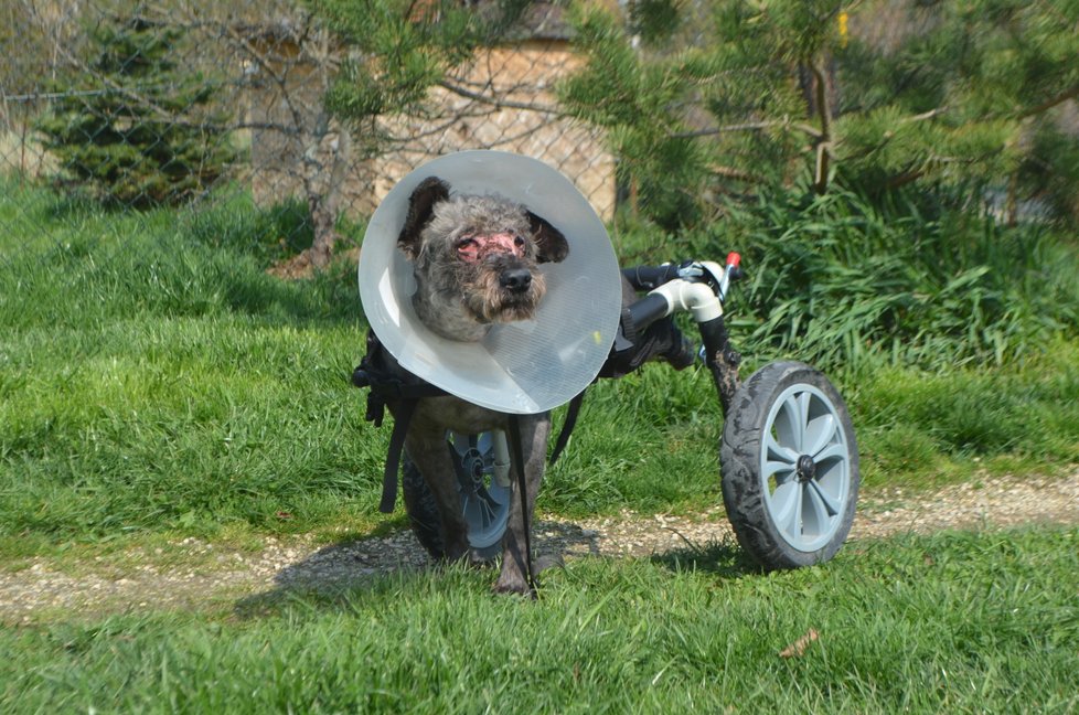 Frankie dostal vozíček, se kterým se vydává i na kratší procházky