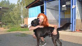 "Lox je mladý, temperamentní kříženec labradora, který potřebuje aktivního pána," řekla provozovatelka útulku Gabriela Jägerová