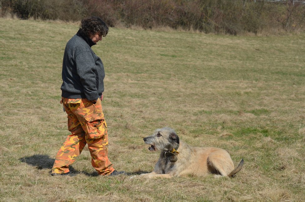 Zkušená výcvikářka si Jawankou poradila, díky ní bude z fenky skvělý parťák