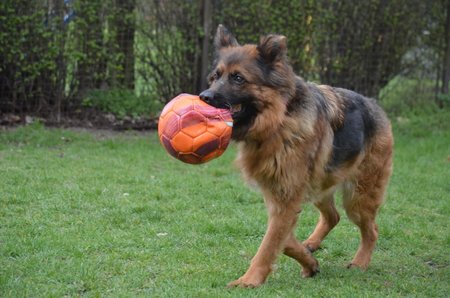 I přes svůj věk je Zaira hravá, miluje míče