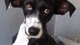 Minnie objevil spolek Podenco v nouzi v útulku na Tenerife
